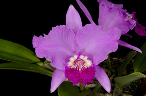 Cattleya lueddemanniana Kimberly Burzell HCC